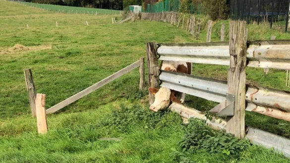 Die Kuh konnte sich nicht mehr alleine befreien. - &copy; Polizei Minden-L&uuml;bbecke