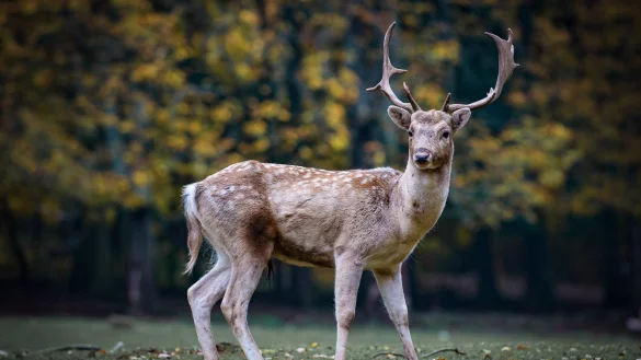 Im Jahr 2020 wurden in der Region Ostwestfalen-Lippe 13 F&auml;lle der Jagdwilderei in der Polizeilichen Kriminalstatistik erfasst. - &copy; Symbolbild: Pixabay