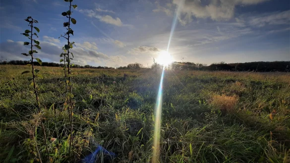 Eine riesige Freifl&auml;che &bdquo;Am Knochen&ldquo; oberhalb von Bad Driburg, die derzeit &ouml;kologisch bewirtschaftet wird, soll mit einer Solaranlage zugebaut werden. - &copy; David Schellenberg