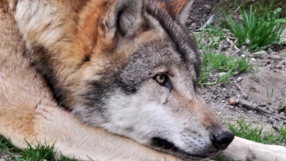 Seit Jahrzehnten leben im Tierpark Sababurg W&ouml;lfe in einem Gehege. Das Rudel geh&ouml;rt zu den Attraktionen des Parks. (Symbolbild) - &copy; Simone Fl&ouml;rke