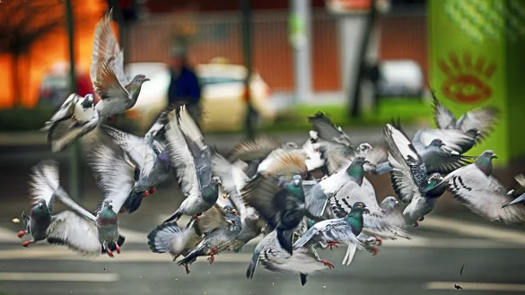 Die Tauben in der Innenstadt sollen durch ein gezieltes Management reduziert werden. - &copy; Sarah Jonek