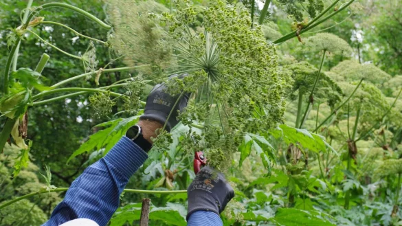 Vorsichtig werden die Samendolden abgetrennt, Handschuhe und lange &Auml;rmel sollen die Haut sch&uuml;tzen. - &copy; Wilfried Kohlmeyer/NABU Oerlinghausen