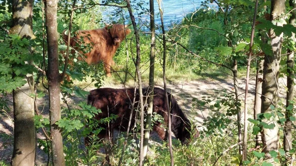 Es gibt Wege um das Naturschutzgebiet rundherum. Die Schottischen Hochlandrinder kann man an einigen Stellen &uuml;ber den Zaun hinweg beobachten. - &copy; Oliver Wendtland
