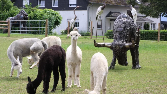 Auf dem Hof der Familie Wilmsmeier weiden Alpakas inmitten von Metall-Kunstwerken. - &copy; Sandra Castrup