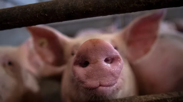 Der Abbau der Schweinebest&auml;nde und die Betriebsaufgaben bei Schweinehaltern setze sich aktuell weiter fort, sagen Experten. Eine Trendwende ist nicht abzusehen. - &copy; Sina Schuldt