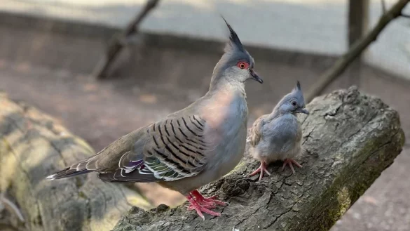 Im Vogelpark Heiligenkirchen sind jüngst Schopftaubenküken geschlüpft. Die Sommerferien bieten eine gute Gelegenheit, sie sich aus der Nähe anzuschauen. - © Vogelpark Heiligenkirchen