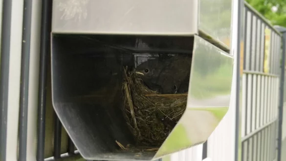 Hier passt keine Zeitung mehr rein: In dieser Zeitungsr&ouml;hre hat sich ein Hausrotschw&auml;zchen eingerichtet. - &copy; Peter Franzeck