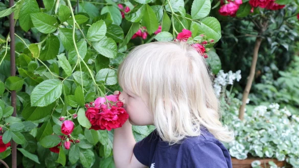Auch der vierj&auml;hrige Tristan mag Rosen. - &copy; Freya K&ouml;hring