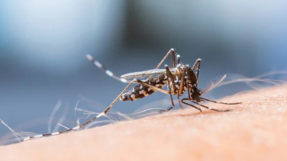 Allein im vergangenen Jahr mussten 993 AOK-Versicherte im Kreis Lippe deswegen ambulant behandelt werden. - © AOK/hfr.