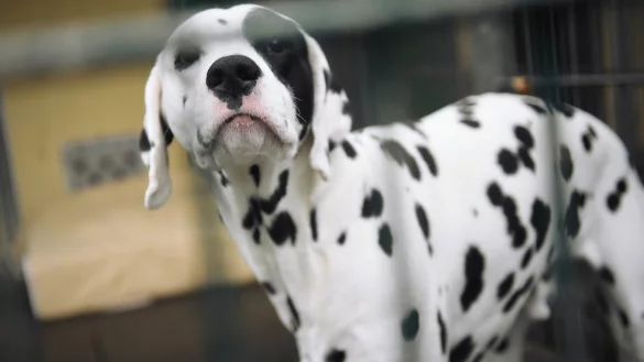 Viele Tierheime sind am Limit: In den Ferien werden besonders viele Tiere abgegeben. Foto: Henning Kaiser/dpa - &copy; dpa