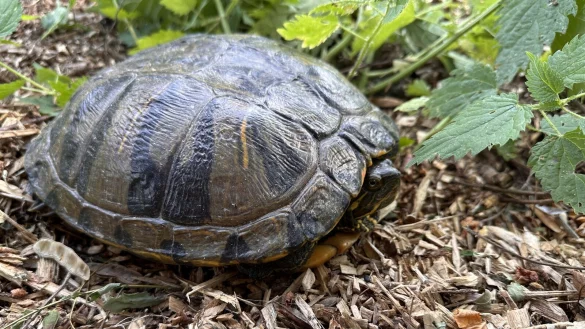 Christian Engbert und seine Familie haben diese Schildkr&ouml;te am Wochenende am Meschesee angetroffen - sie scheint hier ausgesetzt worden zu sein und lebt nun hier. - &copy; Christian Engbert