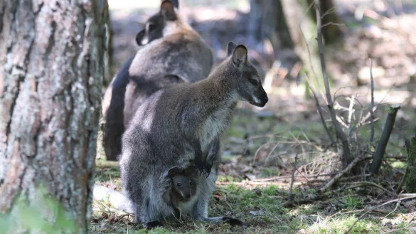 Kleiner Naseweis: Eines der beiden K&auml;nguru-Weibchen tr&auml;gt ihr Baby im Beutel. Der Gr&ouml;&szlig;e nach zu beurteilen, m&uuml;sste es sich dort bereits bevor der Ankunft im Safariland im M&auml;rz befunden haben. - &copy; Sigurd Gringel