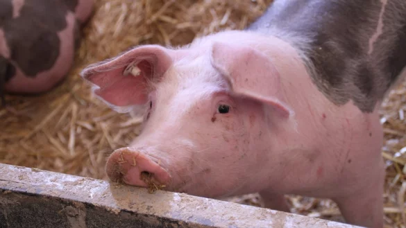 Einem Barntruper Landwirt wurde die Tierhaltung untersagt. - &copy; Symbolbild: Pixabay