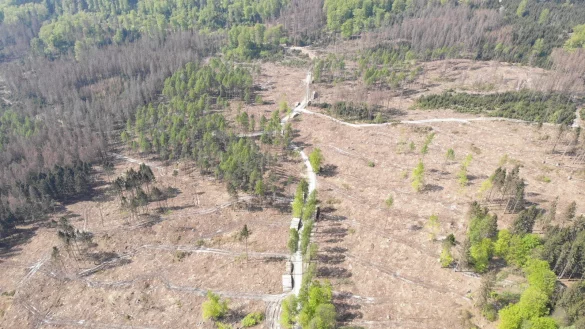 Trauriger Anblick: Gro&szlig;e Fl&auml;chen bei Berlebeck sind kahl, der Wald ist fast komplett weg.&nbsp; - &copy; Fotorechte: Stephan Prinz zur Lippe