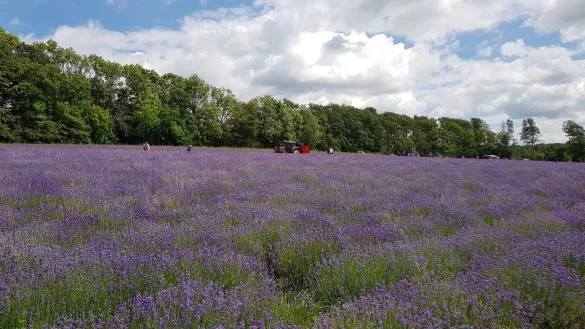 Wenn das Lavendelfeld in Fromhausen bl&uuml;ht, zieht es viele Besucher an - die dann den Ort zuparken. - &copy; Archivfoto: Knut Schwarzer