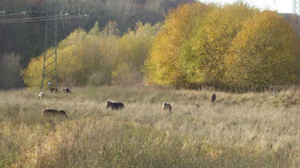 Rinder sollen das Naturschutzgebiet an der Weser als offenen Weidelandschaft erhalten. - &copy; Kreis Lippe