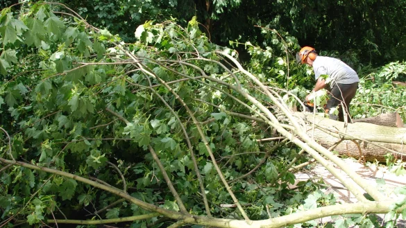 St&ouml;ren B&auml;ume das Sonnenbad, d&uuml;rfen Augustdorfer bald nicht mehr ohne weiteres zur S&auml;ge greifen. - &copy; Gr&uuml;nes Presseportal