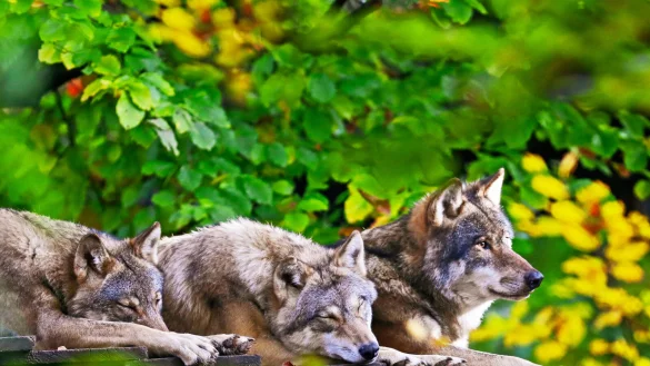 Die W&ouml;lfe geh&ouml;ren zu den Tieren in Olderdissen, die viel Ruhe und wenig Besucher zu sch&auml;tzen wissen. Dann bleibt auch viel mehr Mu&szlig;e f&uuml;r ein kleines Nickerchen. - &copy; Sarah Jonek
