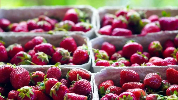 Eine Erdbeer-Verkaufsh&uuml;tte wurde &uuml;berfallen. - &copy; Jan-Henrik Gerdener