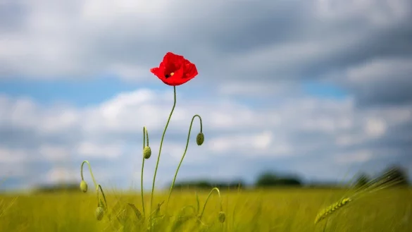 Am Samstag ist es sommerlich warm, aber am Sonntag ziehen Wolken auf und es wird am Nachmittag gewittern. - &copy; Sina Schuldt/dpa
