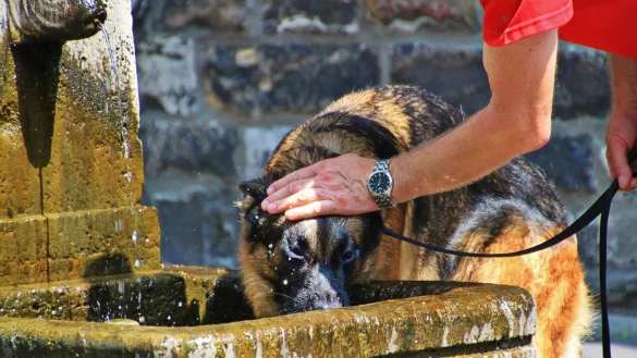 Traurige Nachrichten aus der Tierklinik. - © Symbolfoto
