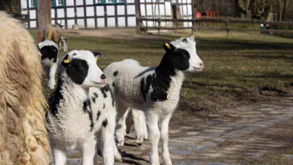 Keck schauen die j&uuml;ngsten Tierparkbewohner die Besucher an. - &copy; Stadt Bielefeld