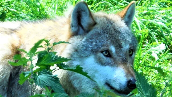 Der Wolf hatte eine Zeit lang die Region f&uuml;r sich entdeckt. Nun gab es l&auml;ngere Zeit keine best&auml;tigten Sichtungen. - &copy; Simone Fl&ouml;rke