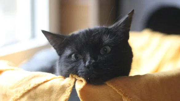 Zwischen 80 und 90 Katzen leben derzeit im Paderborner Tierheim. - &copy; Jessica Eberle