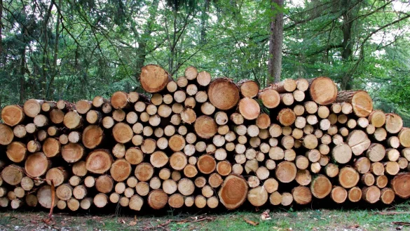 Geschlagenes und an den Waldweg ger&auml;umtes Holz geh&ouml;rt dem Waldbesitzer oder der Firma, die es vom ihm gekauft hat. Sich hier zu bedienen, ist eine Straftat. - &copy; Landesverband Lippe