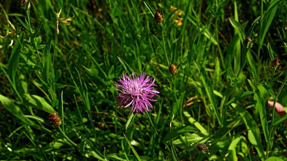 Statt einem Rohbau w&auml;chst auf dem Baugrundst&uuml;ck im Kreis H&ouml;xter nach wie vor nur Klee. - &copy; Symbolbild: Pixabay