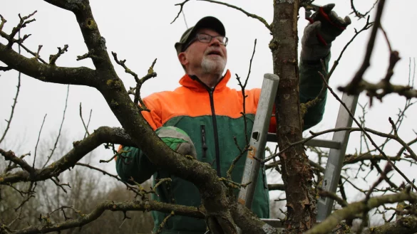 Eckhard Buschmeier hat ein ge&uuml;btes Auge. An dem Apfelbaum Kardinal Bea wei&szlig; er genau, welche &Auml;ste und Triebe abgeschnitten werden m&uuml;ssen. - &copy; Nico D&uuml;llmann
