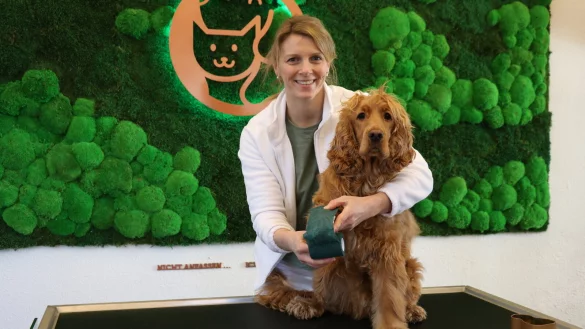 Dr. Kristina Loth legt ihrem Cockerspaniel "W&ouml;lfi" f&uuml;rs Foto einen Verband an. Das k&ouml;nnen Hundebesitzer durchaus zuhause &uuml;ben, damit sie im Ernstfall gewappnet sind. - &copy; Alexandra Schaller