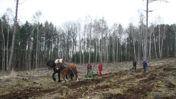 Ein Pferdezug &ouml;ffnet den Boden und regt die Naturverj&uuml;ngung an. - &copy; Elin L&uuml;hmann