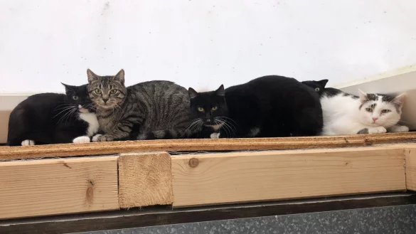 Diese verwilderten Katzen werden derzeit im Tierheim versorgt. Die Einrichtung sucht ein neues Zuhause für die scheuen Tiere, die Freiheit gewohnt sind. - © Sven Kienscherf