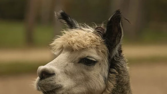 Zum Saisonstart ziehen Alpakas in den Vogelpark Heiligenkirchen ein. - &copy; Vogelpark Heiligenkirchen