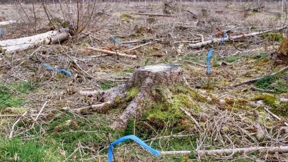 Die blau markierten Setzlinge im Wald sind die gr&uuml;ne Zukunft der Region. - &copy; Landesverband Lippe
