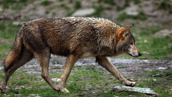 W&ouml;lfe haben auch in OWL zuletzt mehrere Weidetiere gerissen. - &copy; Karl-Josef Hildenbrand
