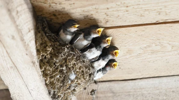 Schwalben stehen unter Schutz. Doch immer weniger H&auml;user eignen sich f&uuml;r sie f&uuml;r den Nestbau. - &copy; Symbolbild: Pixabay