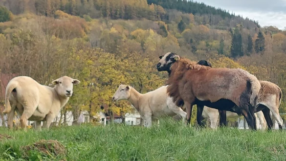 Schafrassen, die der Landschaftspflege dienen, werden von Gro&szlig;schlachtereien gar nicht angenommen. Der einzige Schafschlachtbetrieb in Lippe w&auml;re aber durch die geplante Erh&ouml;hung von Geb&uuml;hren stark benachteiligt, sagt auch die Politik. - &copy; Archivfoto: Michaela Wei&szlig;e