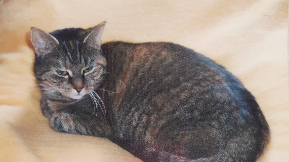 "Maumau" ist 15 Jahre alt geworden und starb dann an einer Vergiftung. - &copy; Petra Mohnke-Br&ouml;der