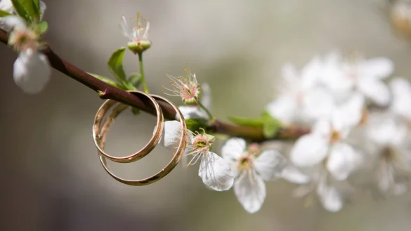Ob zu Hochzeiten, Geburtstagen oder Taufen: In Barntrup soll k&uuml;nftig zu besonderen Anl&auml;ssen ein Baum gepflanzt werden k&ouml;nnen. - &copy; Pixabay