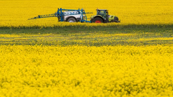 Ein Traktor zieht bei der Behandlung von Raps eine Pflanzenspritze durch ein Rapsfeld. - &copy; dpa