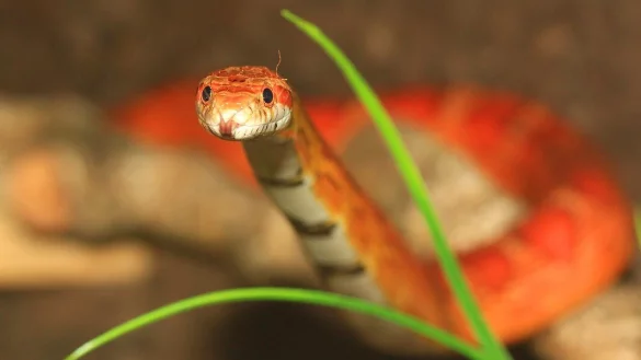Eine Kornnatter ist in der Nacht in einem Schlafzimmer in G&uuml;tersloh gefunden worden. - &copy; Symbolbild: Pixabay