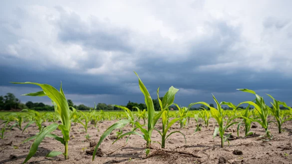 Nicht immer wird auf den Satellitenaufnahmen der Ackerfl&auml;chen die korrekte Frucht erkannt. Das f&uuml;hrt zu viel Arbeit. - &copy; picture alliance / Countrypixel