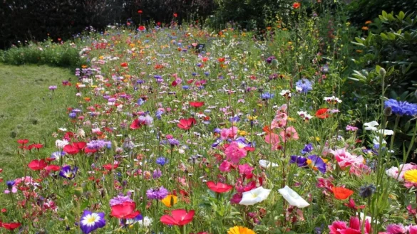 An mehreren Stellen hat der Kalletaler Bauhof Bl&uuml;hstreifen angelegt. - &copy; Anja Imig/Symbolbild