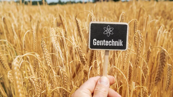 Bisher ist der Anbau von genetisch ver&auml;nderten Pflanzen in der EU streng reglementiert. - &copy; picture alliance / CHROMORANGE