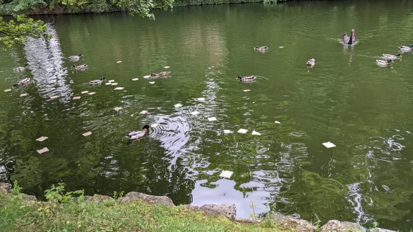 LZ-Leserin Mechthild St&ouml;lting-H&ouml;cker hat k&uuml;rzlich eine riesige Menge Toastbrot im Schlossgraben entdeckt. - &copy; Mechthild St&ouml;lting-H&ouml;cker