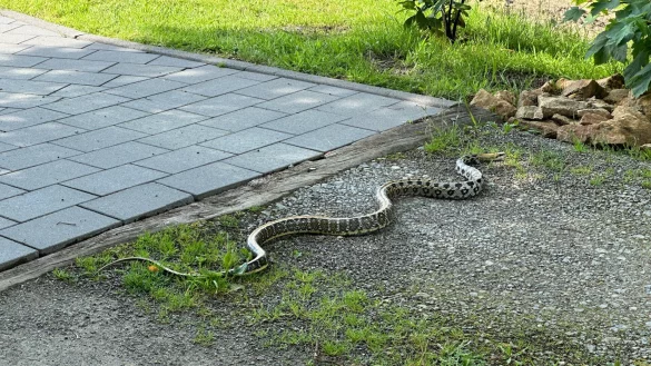 Weit kam sie nicht: Beherzt griffen die Einsatzkr&auml;fte der Detmolder Feuerwehr ein und konnten das Tier unverletzt sichern. - &copy; Feuerwehr Detmold/Christopher Rieks