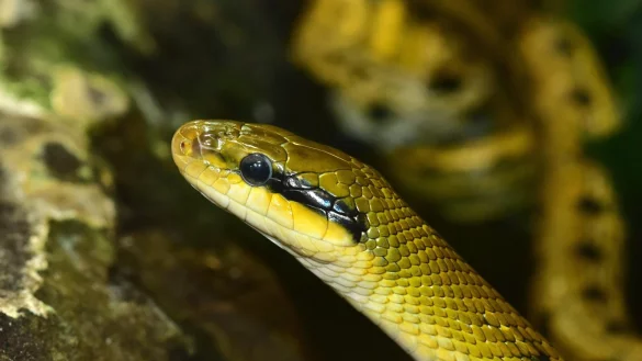 Eine Sch&ouml;nnatter mit ihrer schwarz-gelben Musterung. Anwohner aus Bentrup-Lo&szlig;bruch hatten vor wenigen Tagen ein solches Tier in ihrem Garten entdeckt. - &copy; Symbolbild: Pixabay