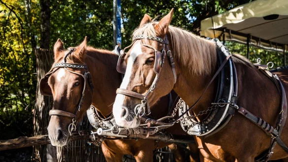 Das ruhige Gem&uuml;t der angespannten Pferde ist f&uuml;r eine sichere Kutschfahrt entscheidend. Das Foto ist ein Symbolbild. - &copy; Pixabay